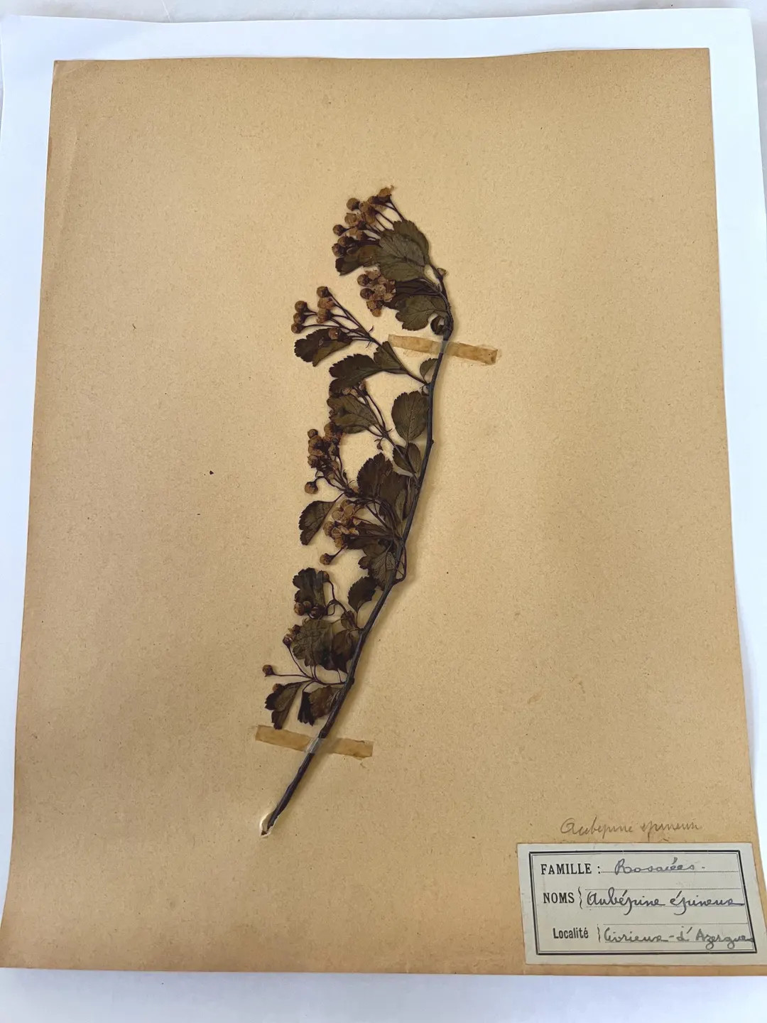 Vintage Herbarium Specimen Pressed Botanical #4 | Etsy (US)