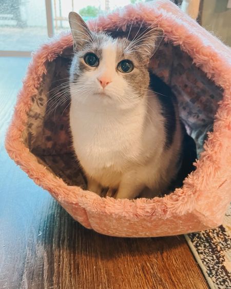 I just love how Emory’s adorable pink nose purrfectly matches her favorite @thecatball pet bed 😻💕💗 tagging the cutest current Cat Ball pet beds available here: 



#LTKfindsunder100 #LTKhome #LTKfamily