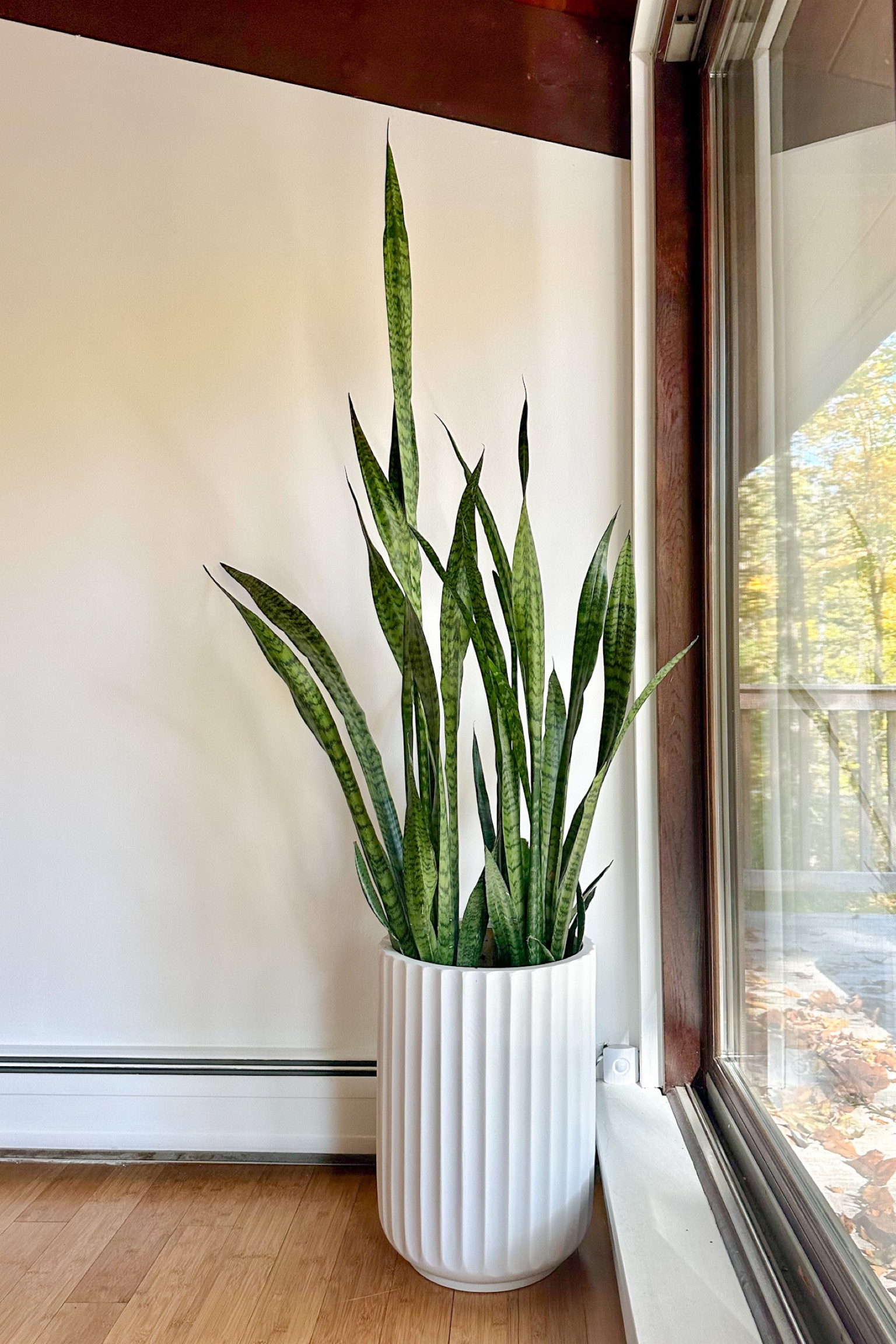 Mid-century planters that won’t break the bank! 

#LTKhome #LTKsalealert