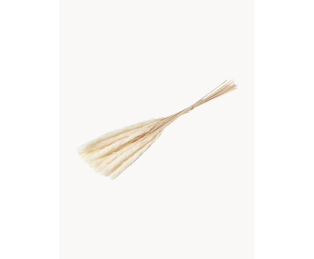 Trockenblumen Pampas | Westwing EU