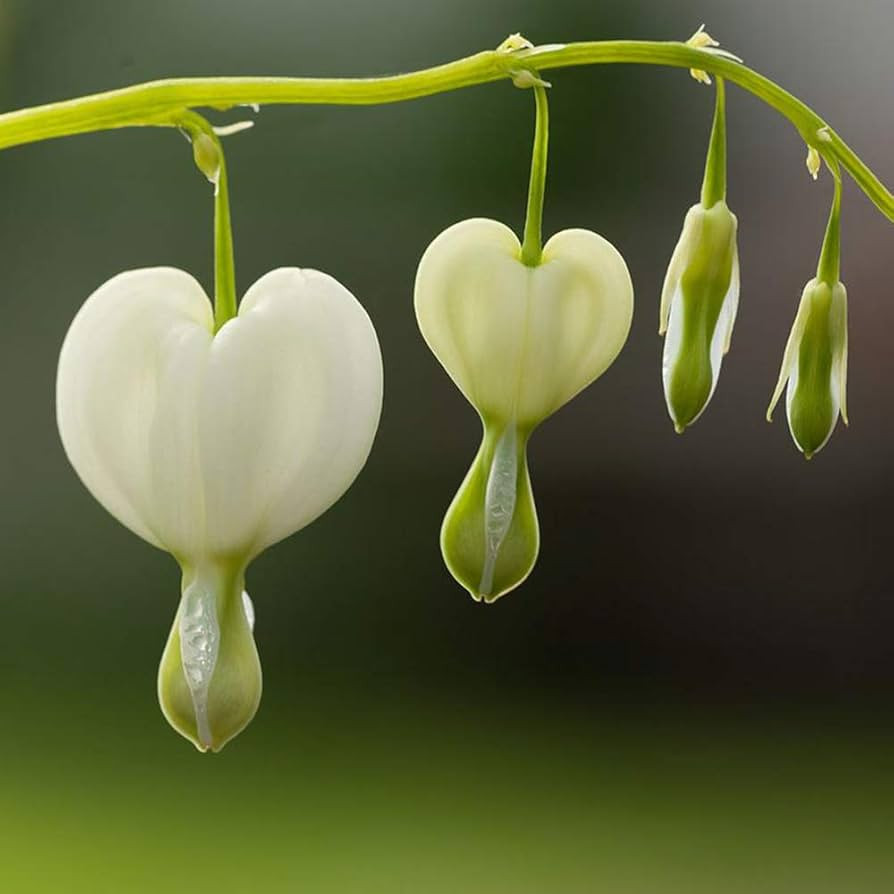 2 Bleeding Heart Bare Root Perennial Flower Bulb Collection - Unique White Flower, Sprout Beautif... | Amazon (US)