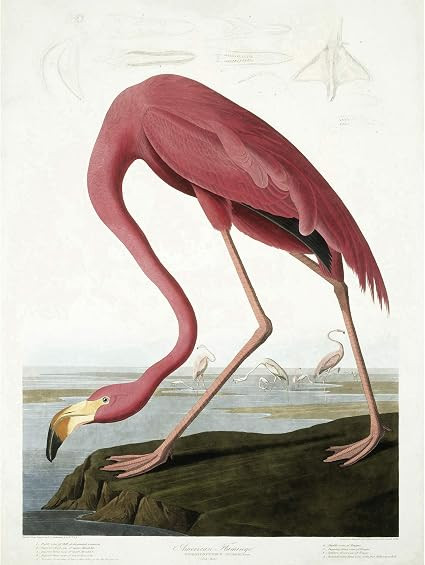 Wee Blue Coo Audubon American Flamingo Large Wall Art Poster Print Thick Paper 18X24 Inch | Amazon (US)