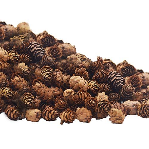 Amazon.com: Deloky 150 PCS Christmas Natural Mini Pine Cones- 2CM Thanksgiving Pinecones Ornament... | Amazon (US)
