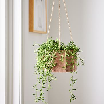 Live Succulent String of Bananas w/ Hanging Planter | West Elm | West Elm (US)