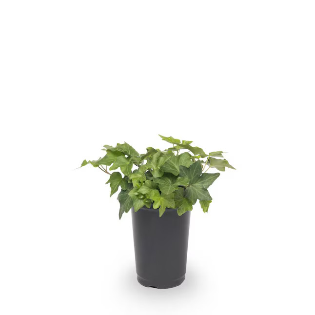 Lowe's 1-Pint in Pot English Ivy (L3258) | Lowe's
