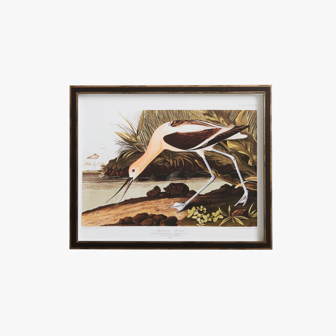 American Avocet Bookplate Print | Dear Keaton