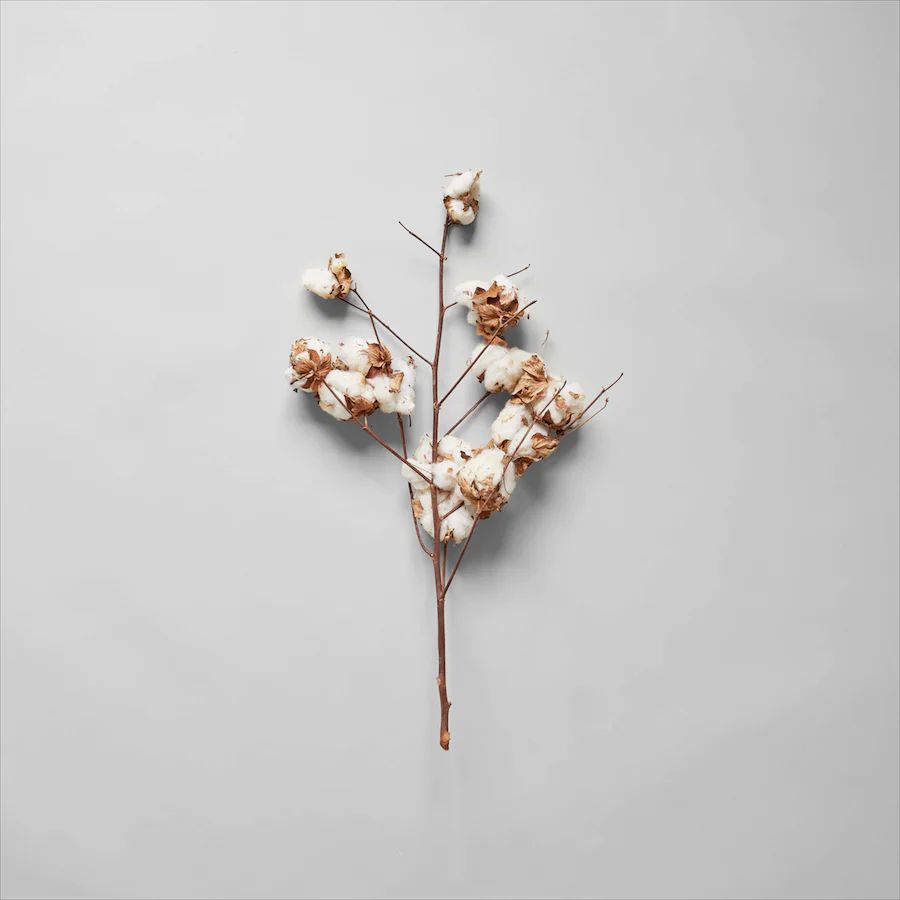 Cotton Stalk | Bloomist