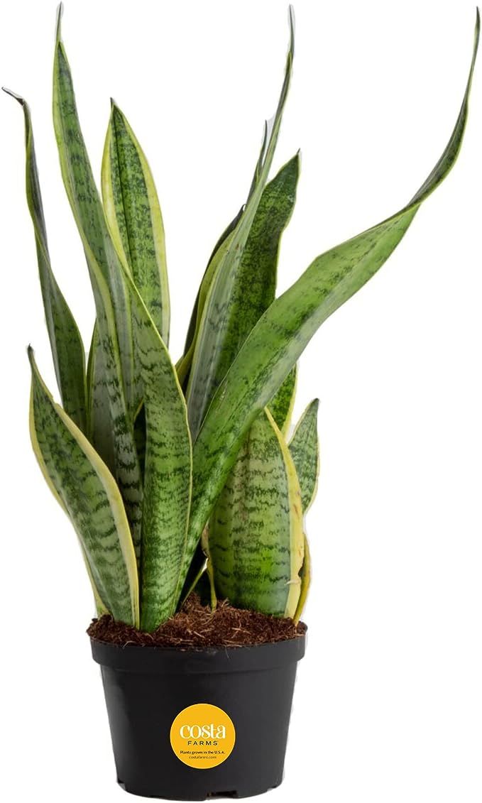 Costa Farms Snake Plant Live Indoor Plant, Easy to Grow Houseplant in Grower Pot, Succulent Plant... | Amazon (US)