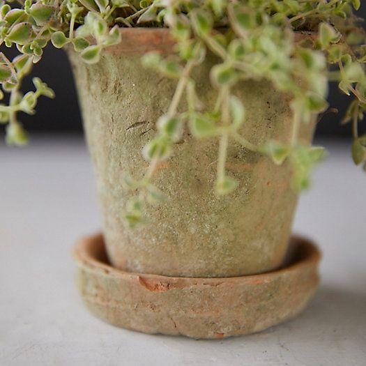 Earth Fired Clay Herb Pot + Saucer, Set of 3 | Terrain