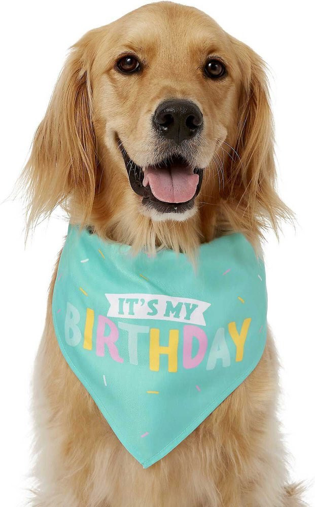 Frisco Dog & Cat Birthday Bandana, Medium/Large | Chewy.com