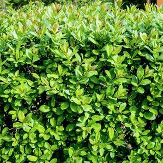 2.5 qt. Boxwood Wintergreen Shrub | The Home Depot