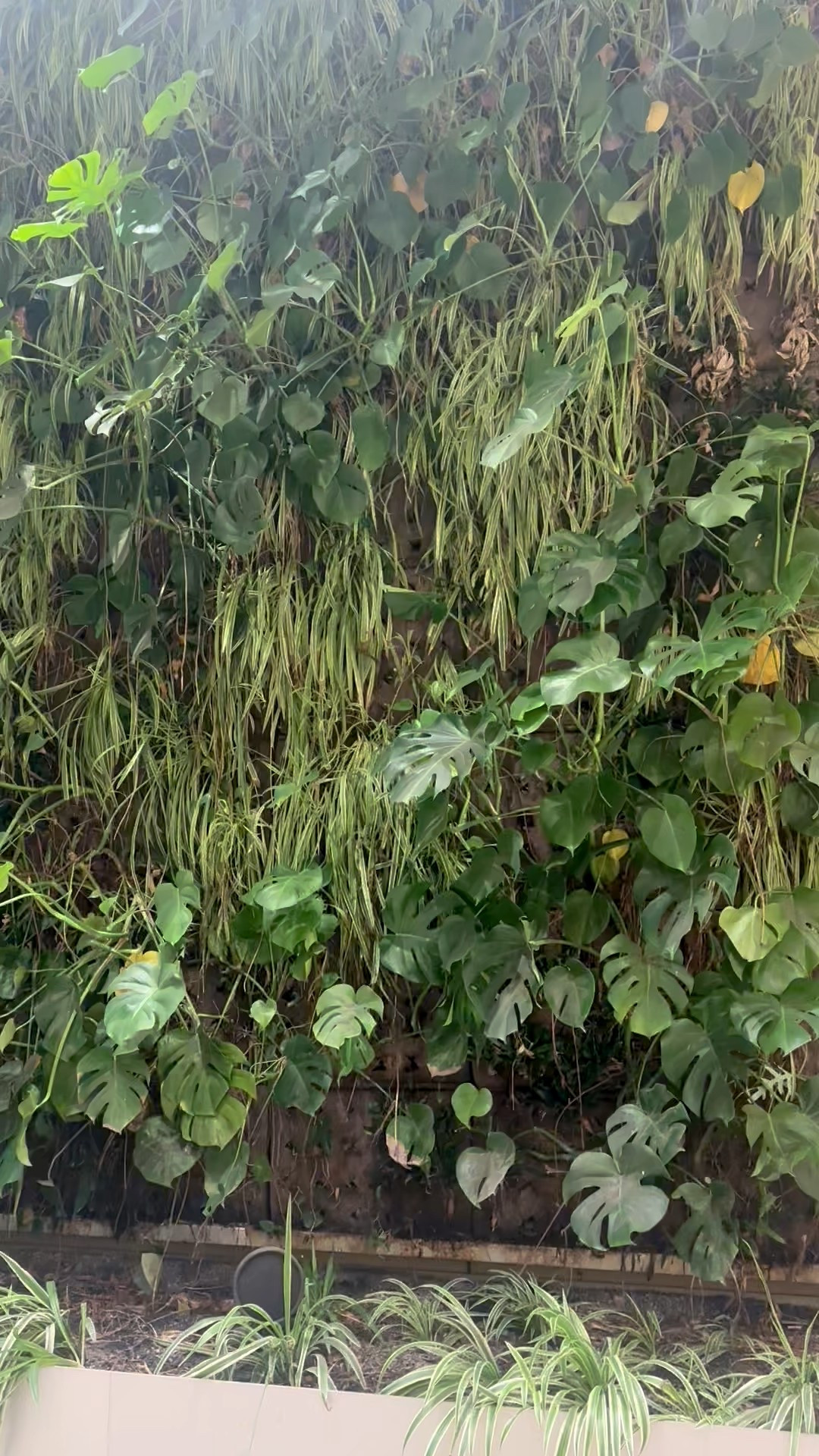 Morning calm, living green all around.”

#LivingWall #GreenWall #CozyVibes  #NatureIndoors #MorningMood #PlantLovers

#LTKmorningroutine #LTKselfcare #LTKdayinmylife