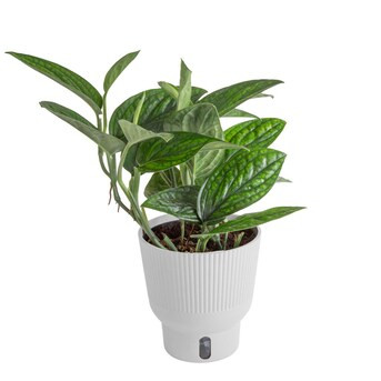 Costa Farms Trending Tropicals Green Galaxy Monstera House Plant in 6-in Self-watering Pot | Lowe's