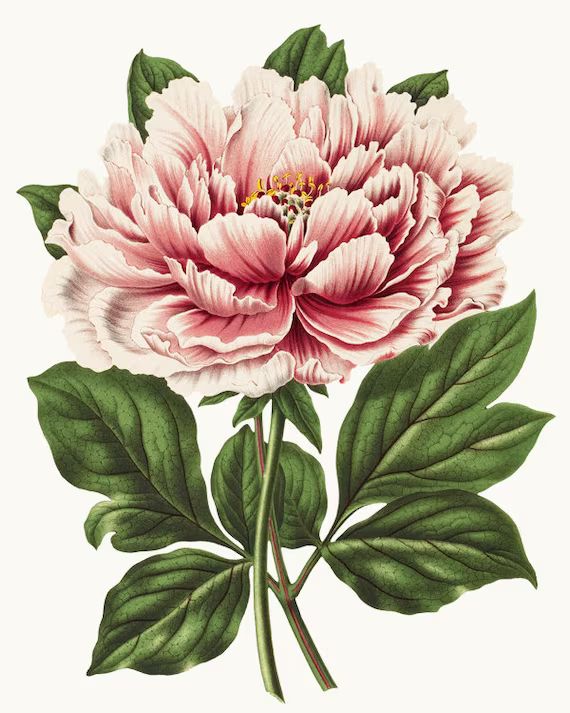 Read the full title
    Pink Peony Clipart, Vintage Flower Illustration, Instant Download, Printa... | Etsy (US)