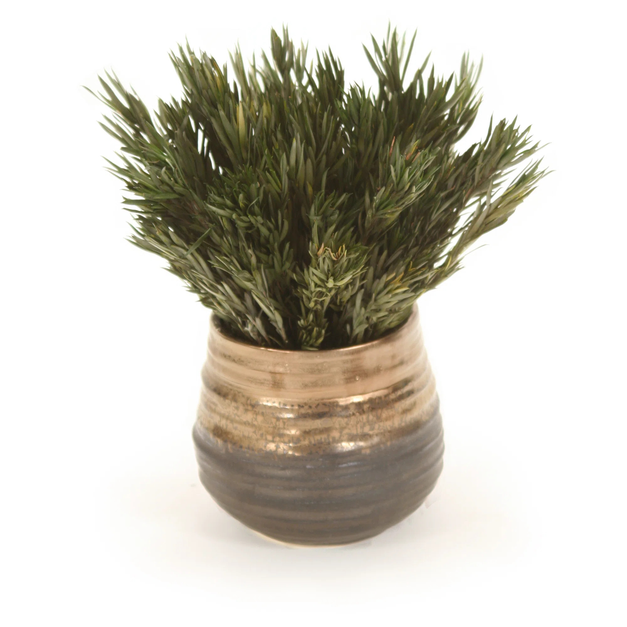 10'' Herbs Plant in Ceramic Pot | Wayfair North America