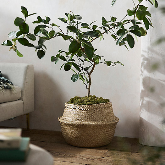 Woven Seagrass Band Planter | Terrain