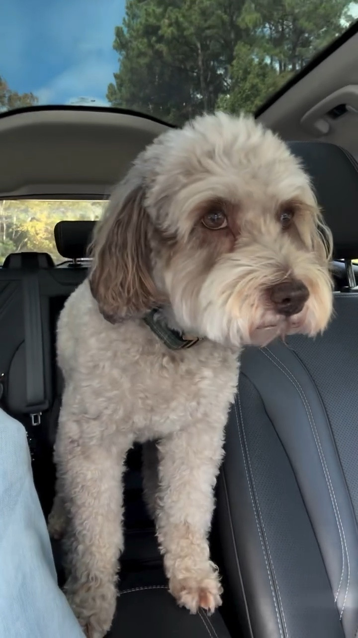 People ask us about these buttons ALL the time and don’t believe it until they see it. Eli is our third child in a zipped up fur coat 🤍  buttons and potty training bells at 🔗 in bio - these babies have a lot to say!