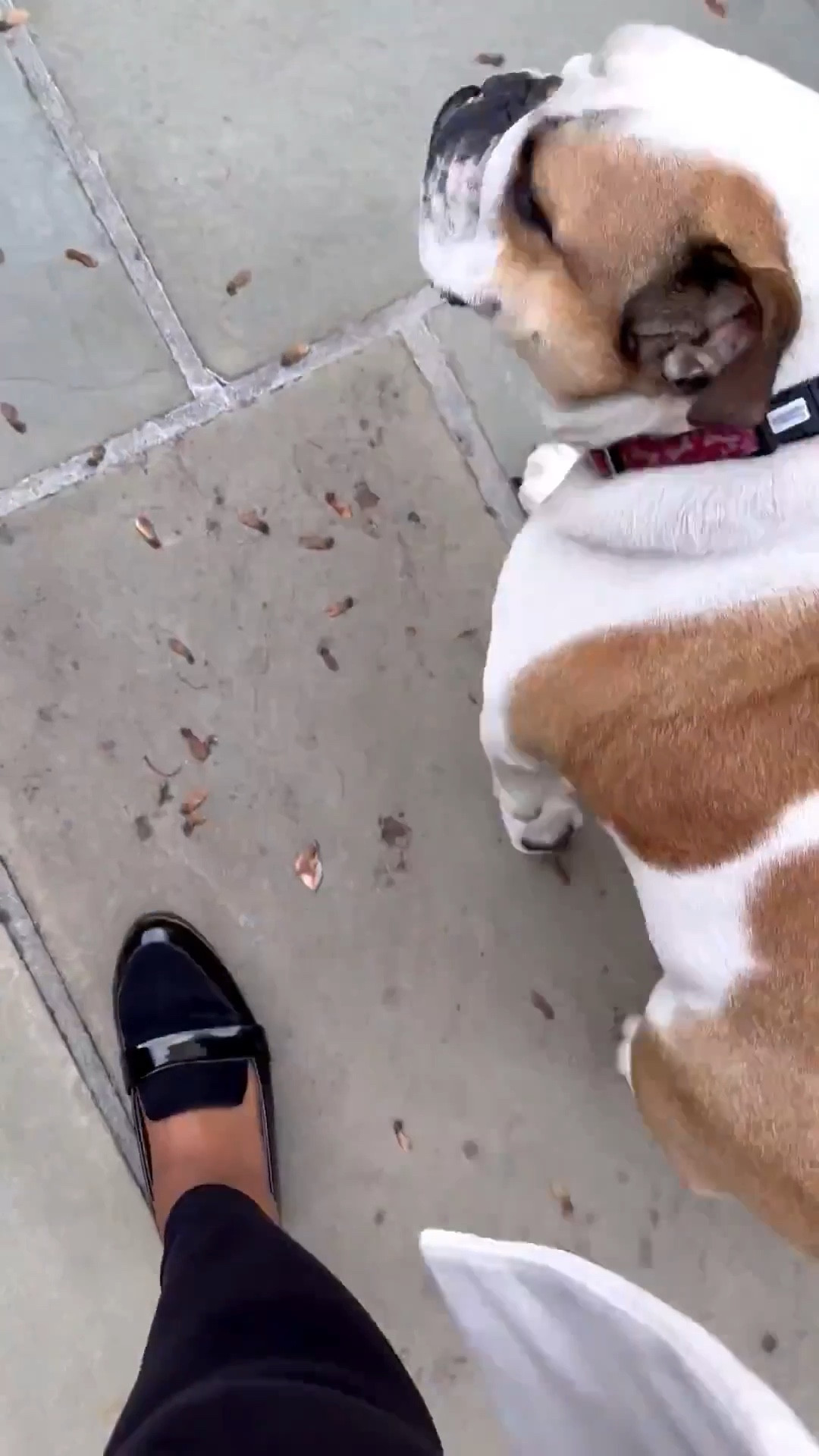 SecretsofYve: I love all my loafers! Linking these ones and a couple more. 
Pick some as gifts. 🎁 @nordstrom @amazon 
#Secretsofyve #ltkgiftguide
Always humbled & thankful to have you here.. New posts daily at 3pm & 4:15pm EST. 
CEO: PATESI Global & PATESIfoundation.org
@secretsofyve : where beautiful meets practical, comfy meets style, affordable meets glam with a splash of splurge every now and then. I do LOVE a good sale and combining codes! #ltkstyletip #ltksalealert #ltkfamily #ltku #ltkfindsunder100 #ltkfindsunder50 #ltkover40 #ltkpetite #ltkplussize #ltkmidsize #ltktravel #ltkmomlife #ltkdayinmylife #ltkholiday #ltkparties #ltkbump #ltktall #ltkwatchnow secretsofyve

#LTKWorkwear #LTKootd #LTKSeasonal