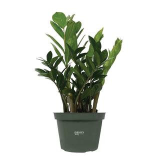Zz Plant Live Indoor Plant in Growers Pot Average Shipping Height 1-2 Ft. Tall | The Home Depot