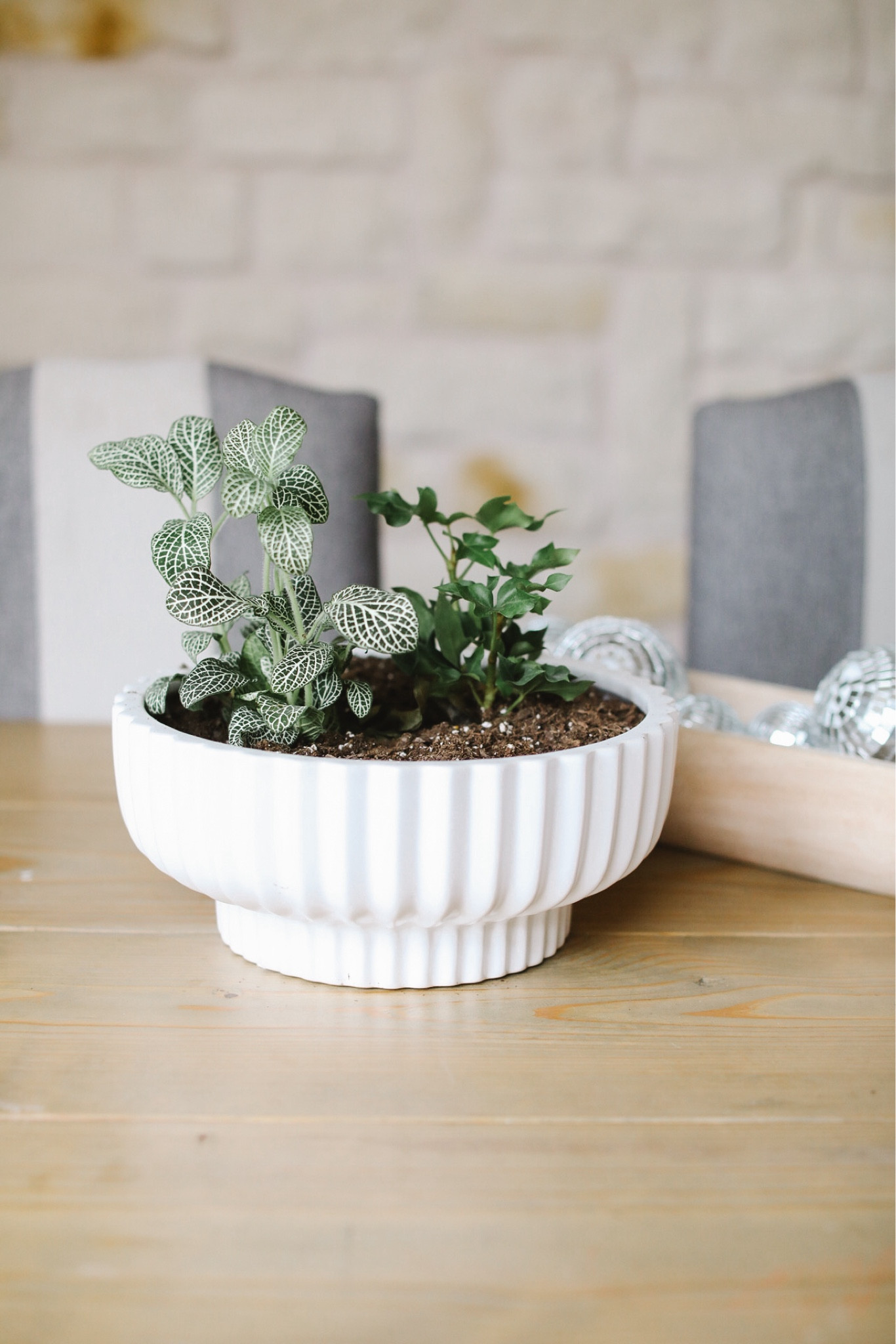 The best surprise! 6 cute indoor plants sent to my house via Amazon. I chose a pack of 6 mini house plants and they arrived in two days… opening it was so much fun to see which plants I received! 

Here’s all the cute pots and things too! 

#LTKFindsUnder50