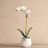 BLOOMR White Scaled Potted Artificial Orchid Moss, Trendy Luxury Silk Fabric White Decorative Indoor | Amazon (US)