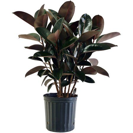 Delray Plants Burgundy Rubber Plant Easy To Grow Live House Plant, 10-inch Grower Pot | Walmart (US)