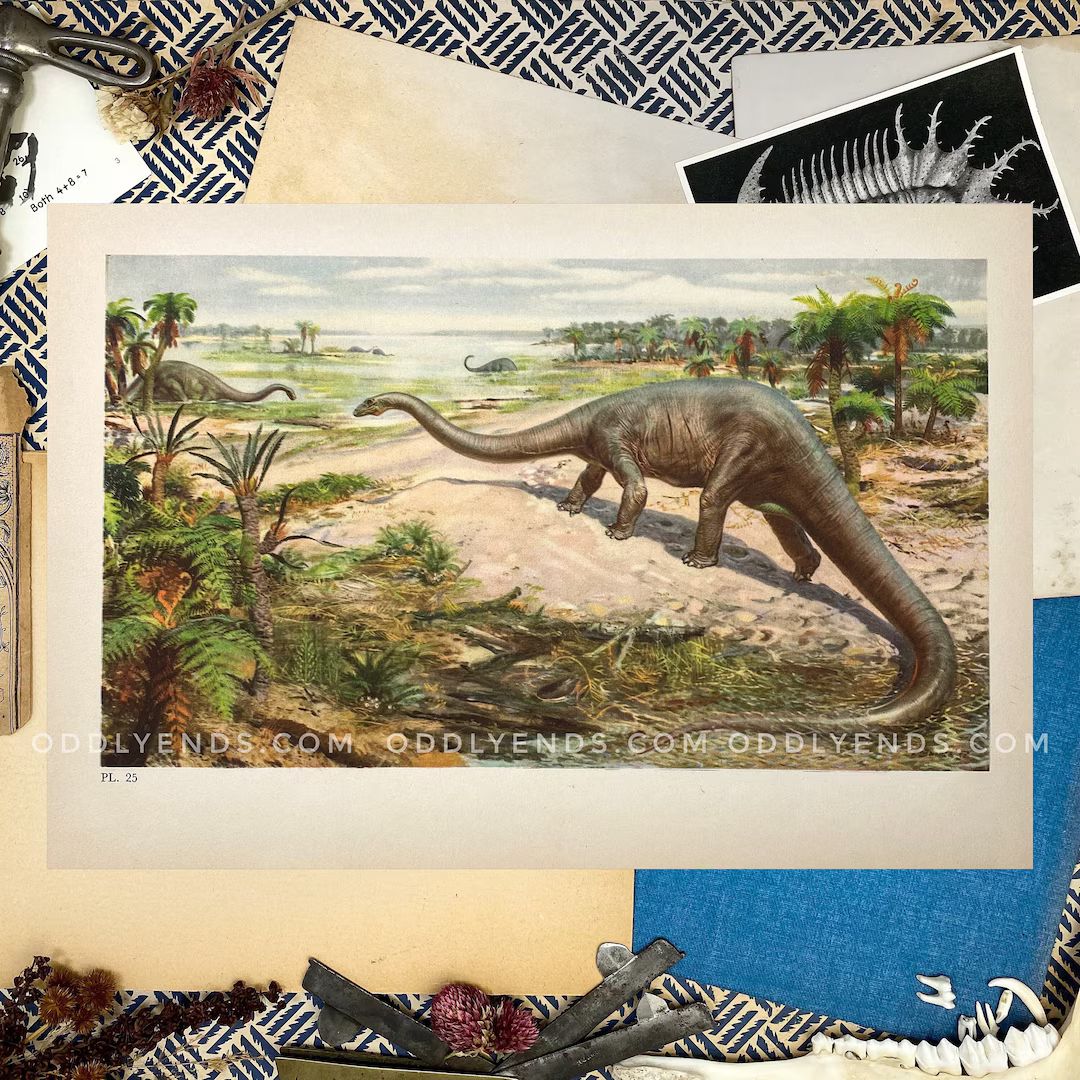 1960s Large Prehistoric Diplodocus, Not Reproduction, Vintage Publication, Dinosaurs, Antique Hom... | Etsy (US)