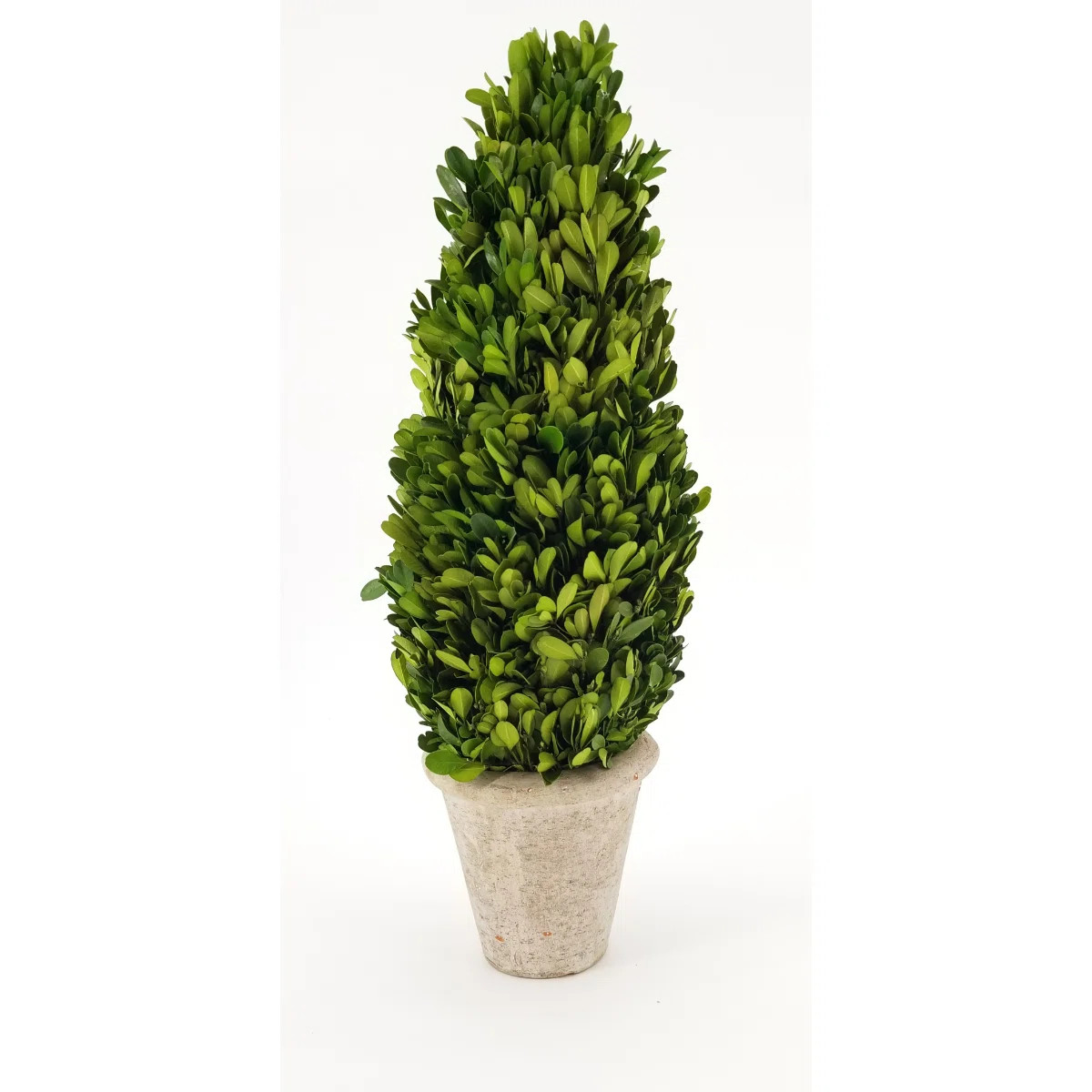 Boxwood Topiary in Terracotta Pot | Wayfair North America