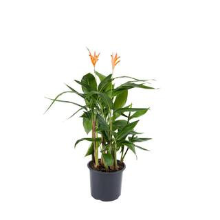 3 Qt. Heliconia Summer Paradise Shrub | The Home Depot