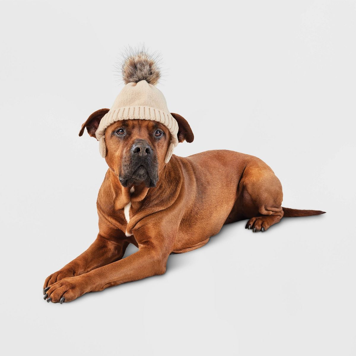 Stocking Dog Hat - Boots & Barkley™ | Target