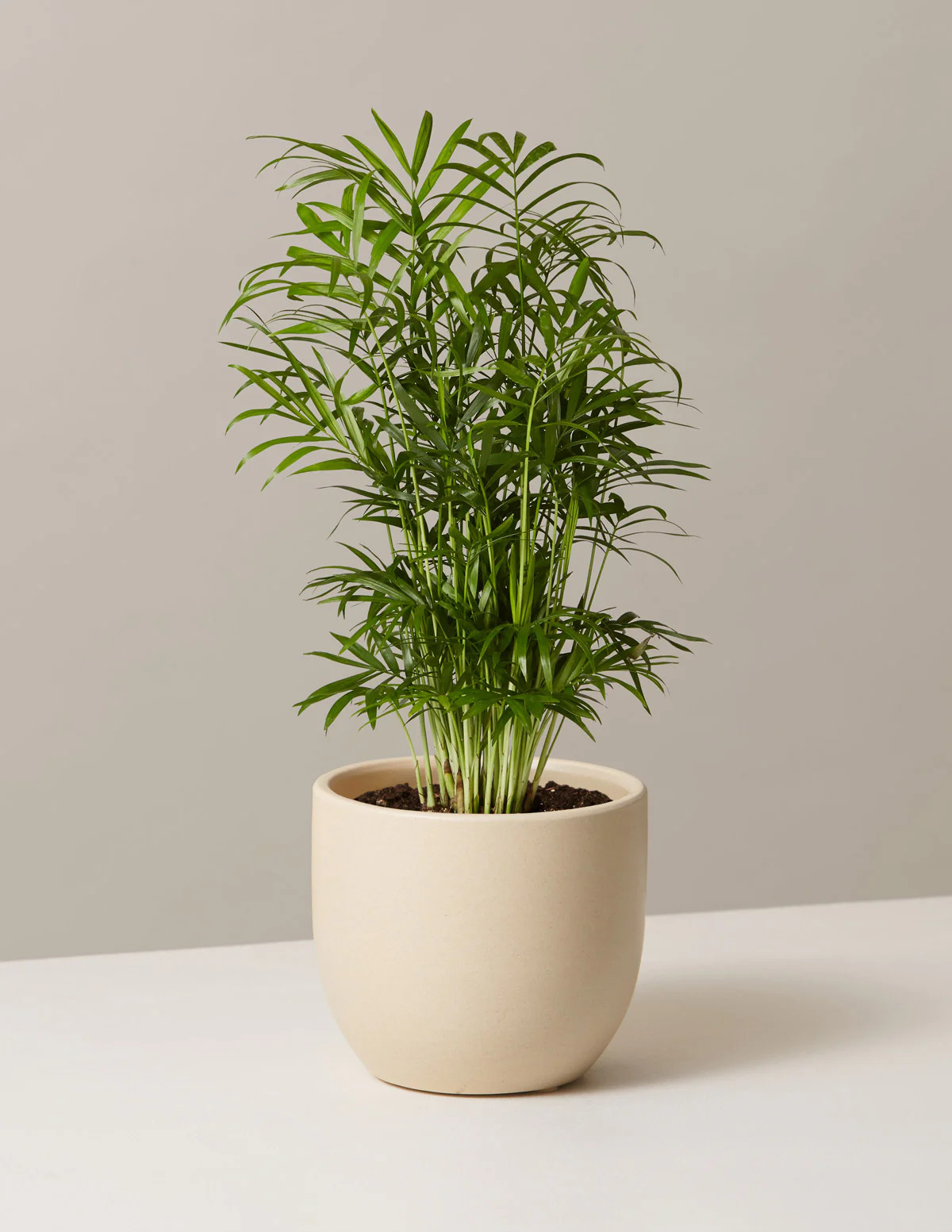 Bird’s Nest Fern | The Sill