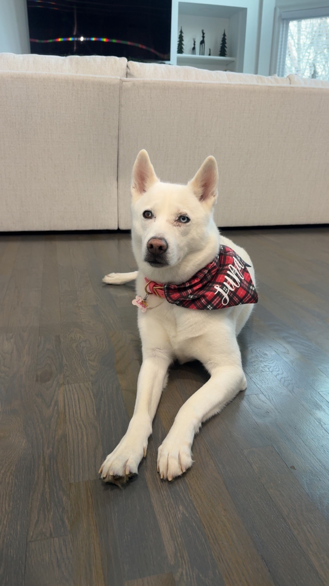 A white princess 🐾✨❤️

#LTKHome #LTKSeasonal #LTKHoliday