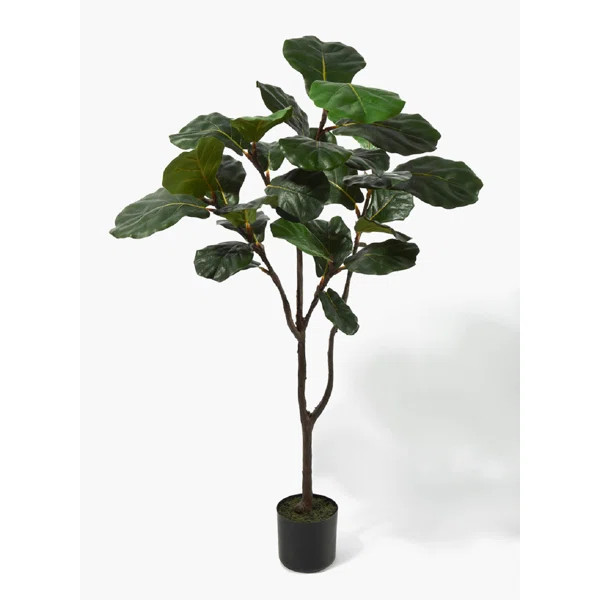 Fiddle Leaf Fig Tree in Pot | Wayfair North America