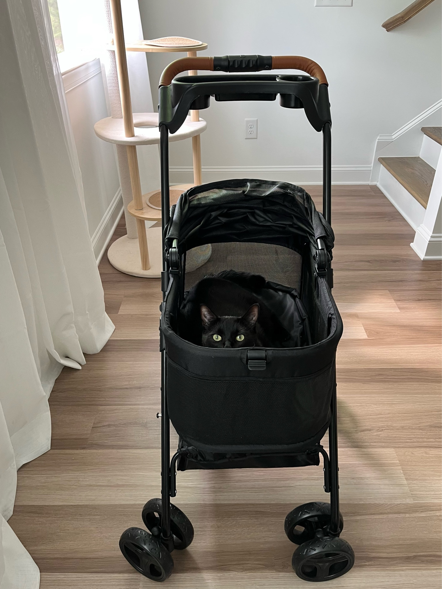 Moblit in his new stroller #cat #pet