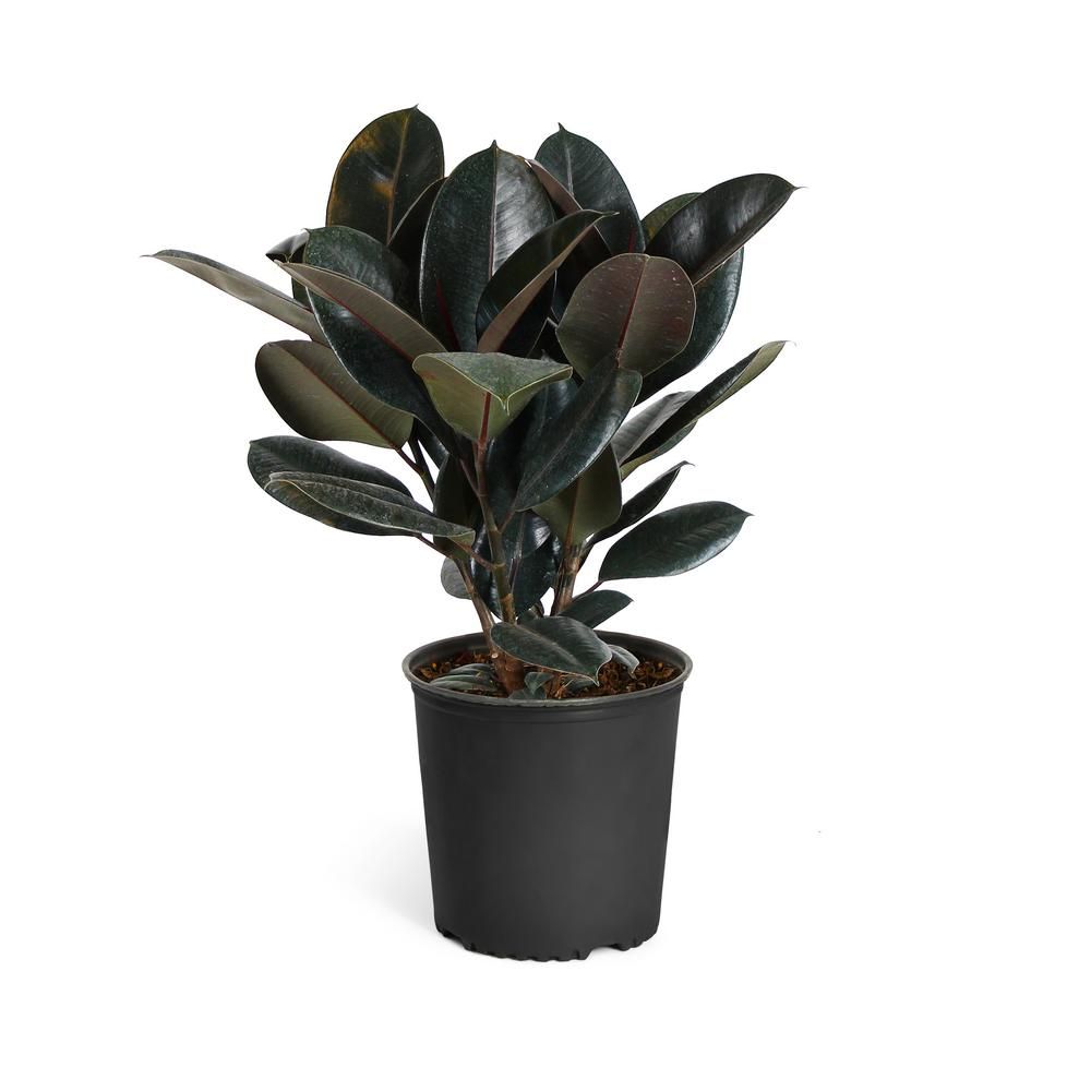 Brighter Blooms 3 Gal. Rubber Plant Ficus Elastica Plant in Pot | The Home Depot