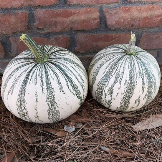 Silver Edge Pumpkin Seeds for Planting (10 Seeds) - Exotic Striped Squash That is Easy to Grow | Amazon (US)