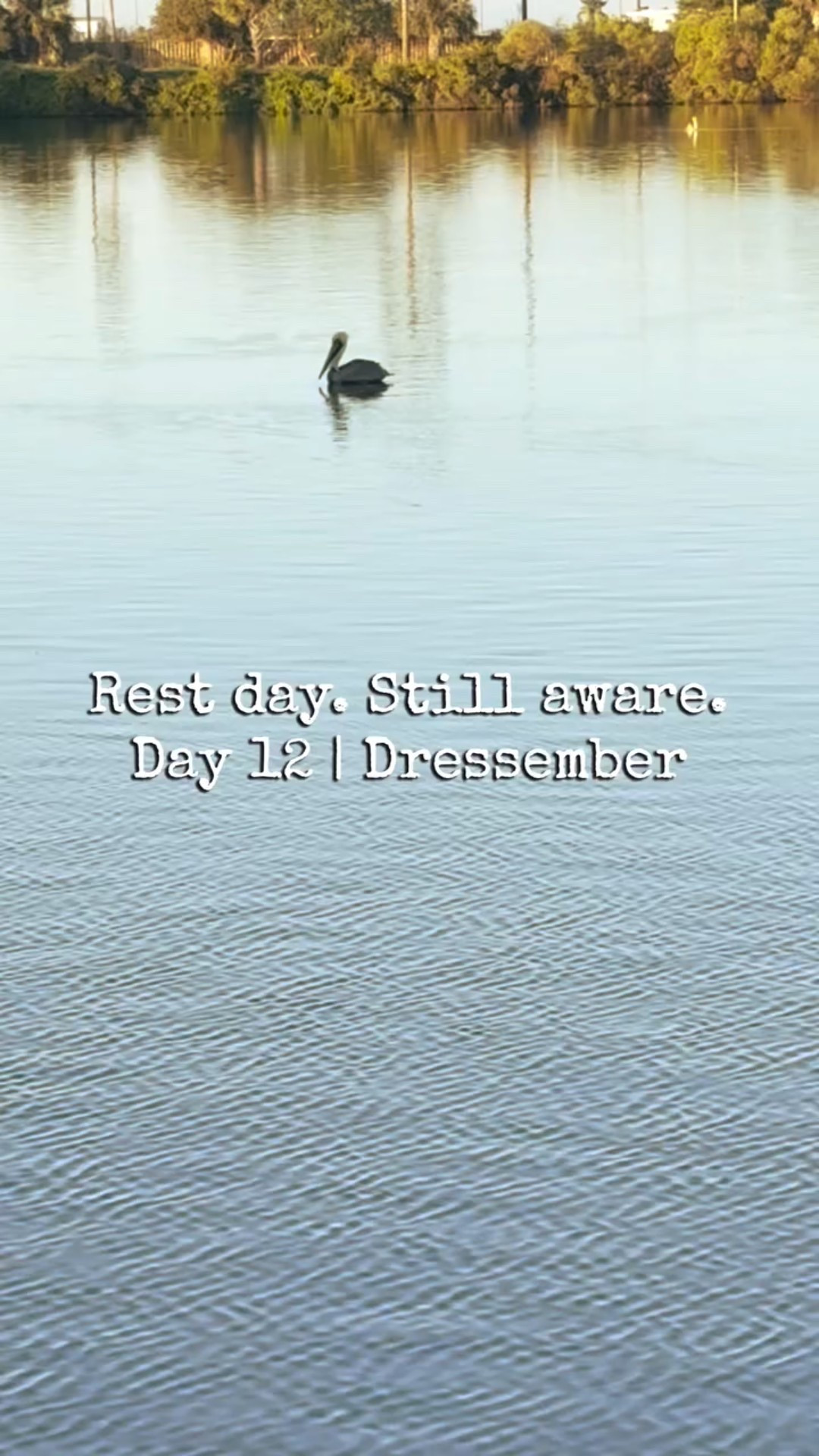 I couldn’t help but wonder… what if rest is part of how we stay in this work for the long haul?

Today I’m sitting out the jam jars and letting this pelican float, unbothered and unhurried, reminding me that even in movements rooted in urgency, there is room for stillness. Dressember matters deeply to me, and so does listening to the quiet signals that say pause, breathe, and begin again tomorrow.

Today’s stat:
Eighty percent of forced sexual exploitation cases involve women and girls. Awareness doesn’t stop just because the kitchen does.

So today, I’m resting without guilt, watching the water, and trusting that even a quiet day can hold space for truth.

I’ll be back tomorrow, spreading jam and awareness again.

#Dressember #MealAndGrace #rest #ijm #mentalhealthday