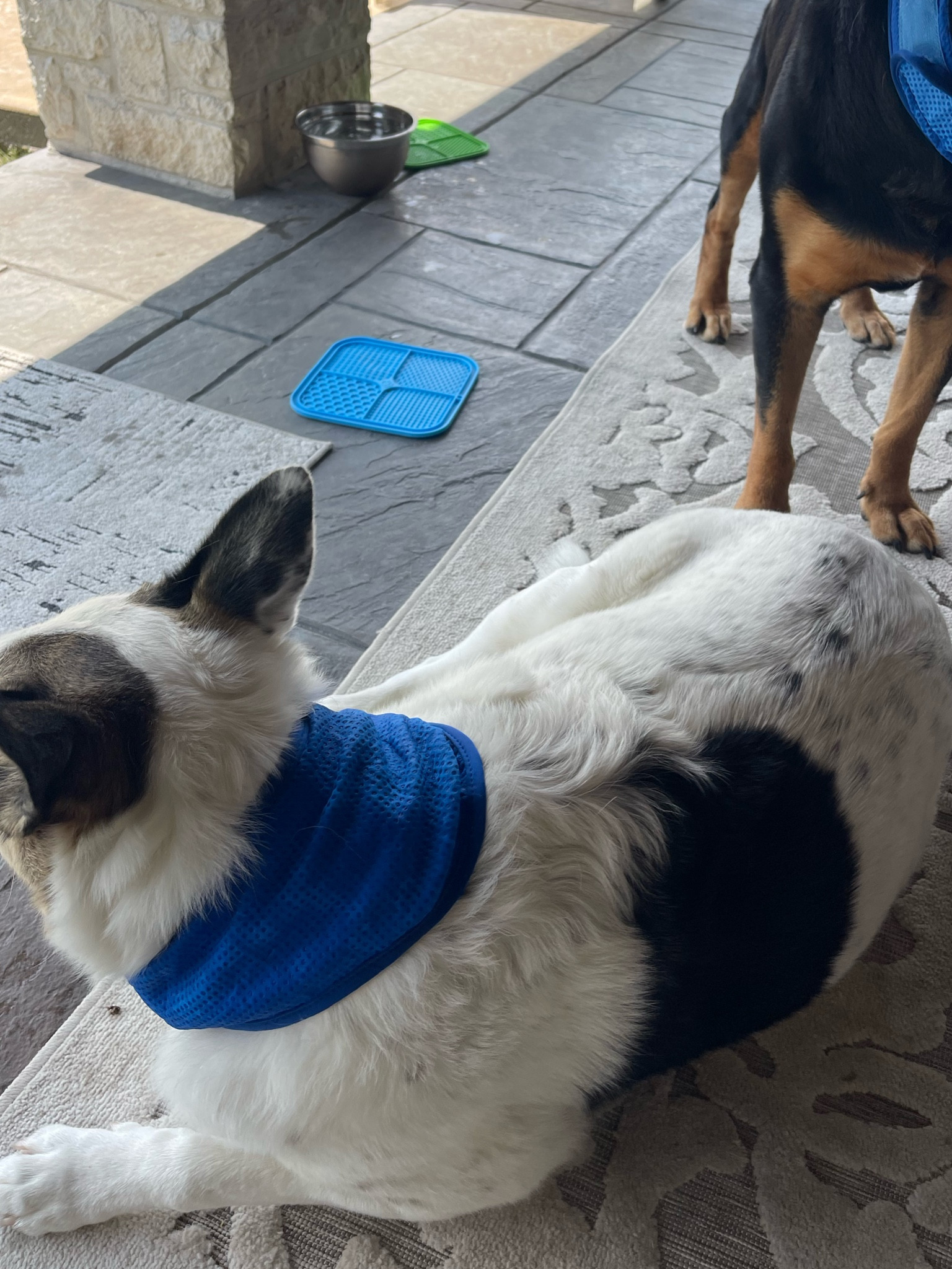 These cooling bandanas are perfect for summer for the dogs! I ordered these and the cooking best. The licking mats are also great. I put peanut butter and yogurt and put it in the freezer for a bit and let it get cold and they loved it! Pet finds - summer essentials for the fur babies! 

#LTKunder50 #LTKFind #LTKfamily