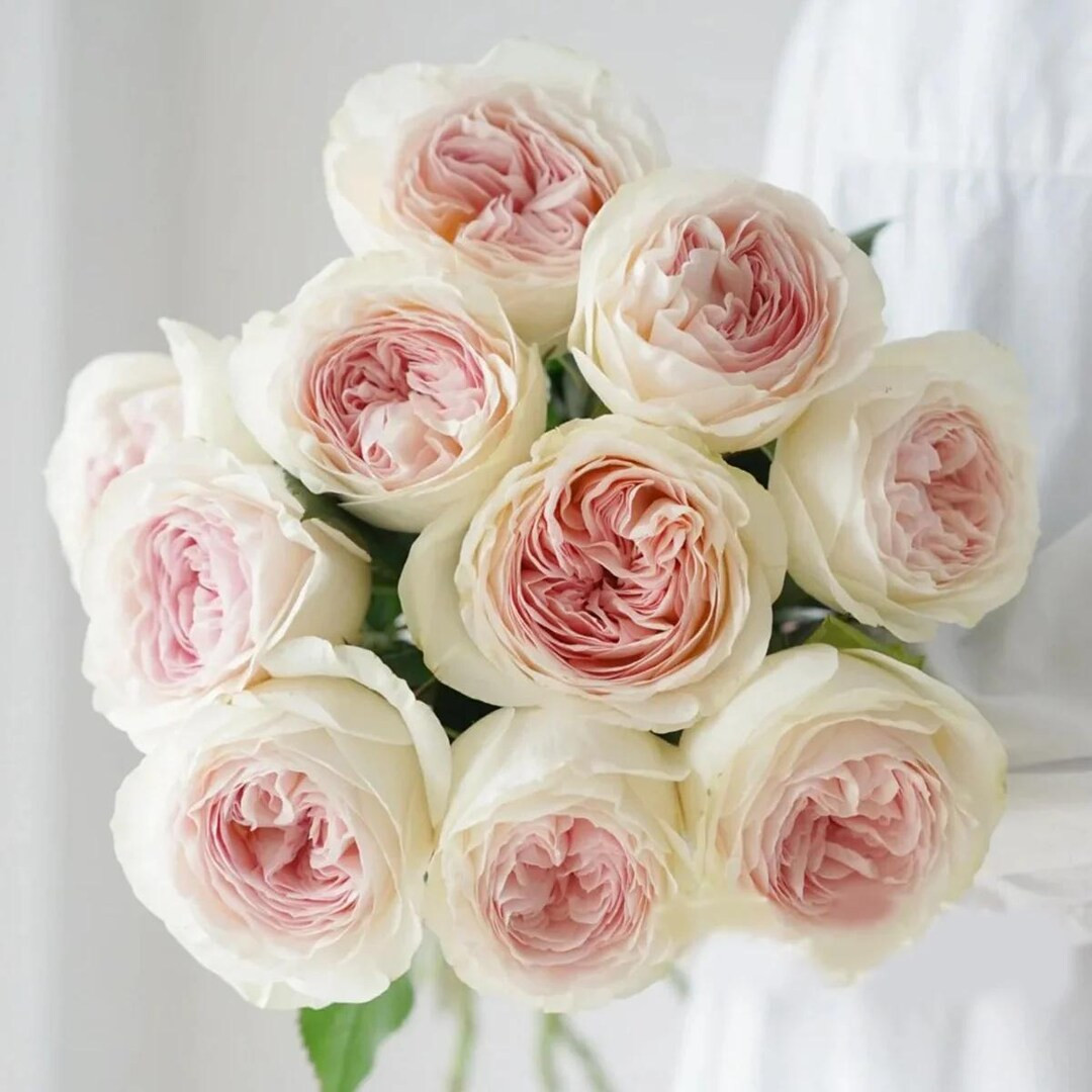 Lorena Summerhouse – VIP Florist Shrub Rose From Netherlands (own Root) - Etsy | Etsy (US)