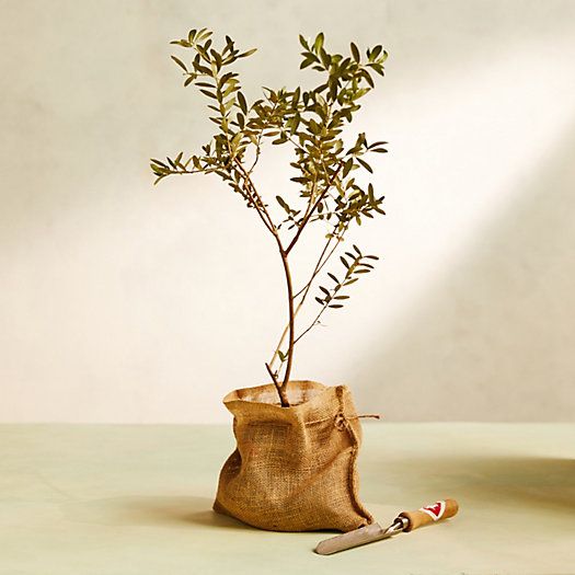 Arbequina Olive Tree, 1 Gallon | Terrain