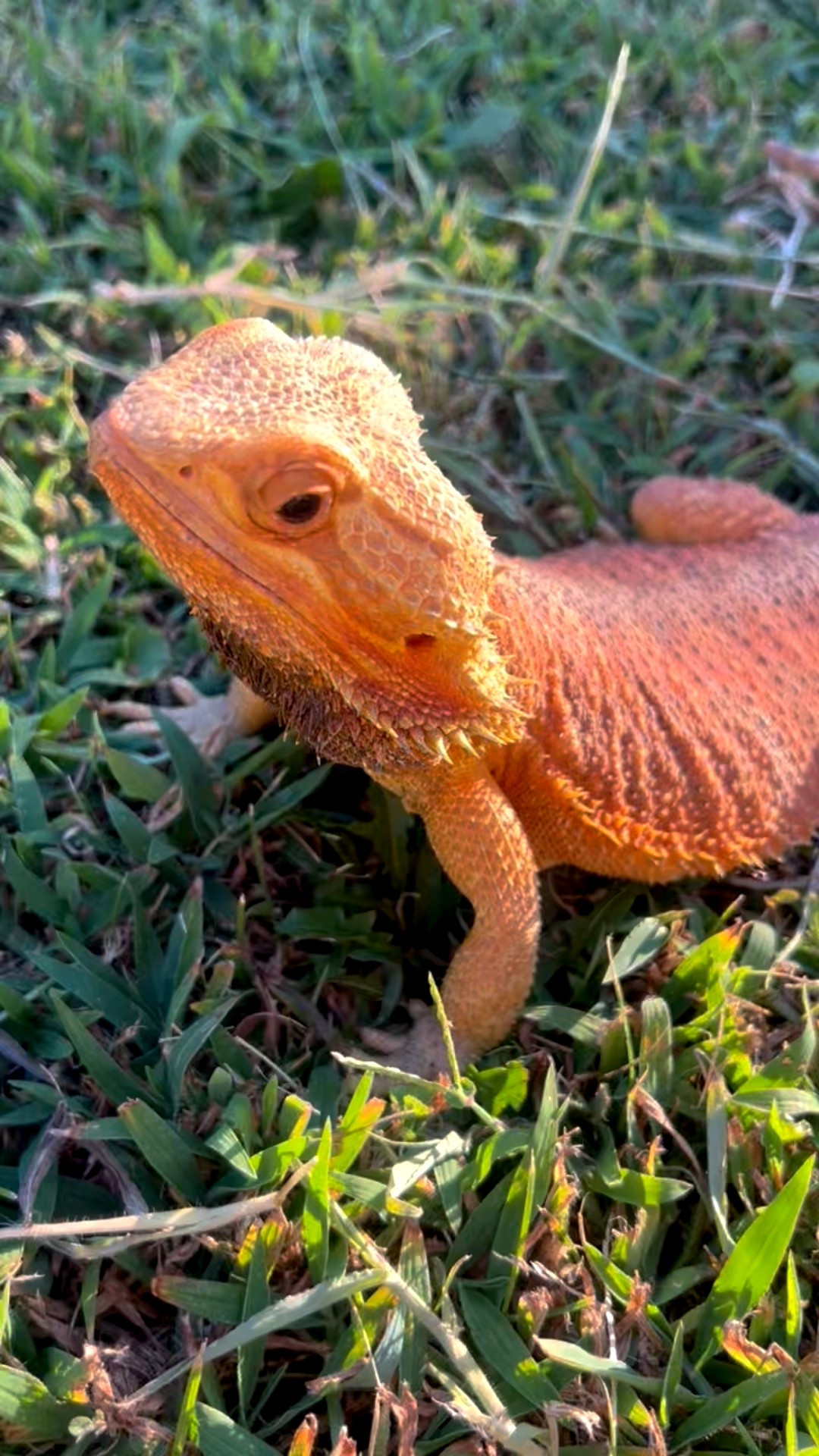 Bearded Dragons need critically  important lighting and temperatures in order to stay healthy. Sharing tools & tricks to make it easy for them to be happy and healthy in your home. Diet and nutrition is also key. You can follow us on IG @hakunathebeardeddragon or on TikTok @glamamama190 DM us there with any questions. 

#LTKPets #LTKKids #LTKFamily