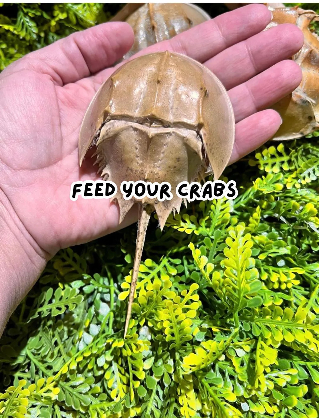 In 5 carts | Etsy (US)