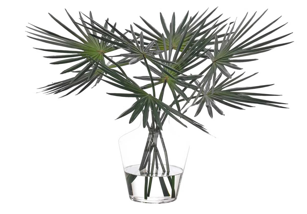 FAN PALM | Alice Lane Home Collection
