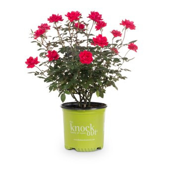 Lowe's Red Double Knock Out Rose Landscape Rose Shrub in 1-Gallon Pot | Lowe's