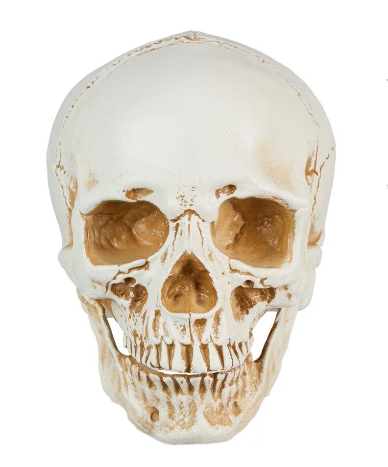 Way To Celebrate Halloween Realistic 6 inch Skull - Walmart.com | Walmart (US)