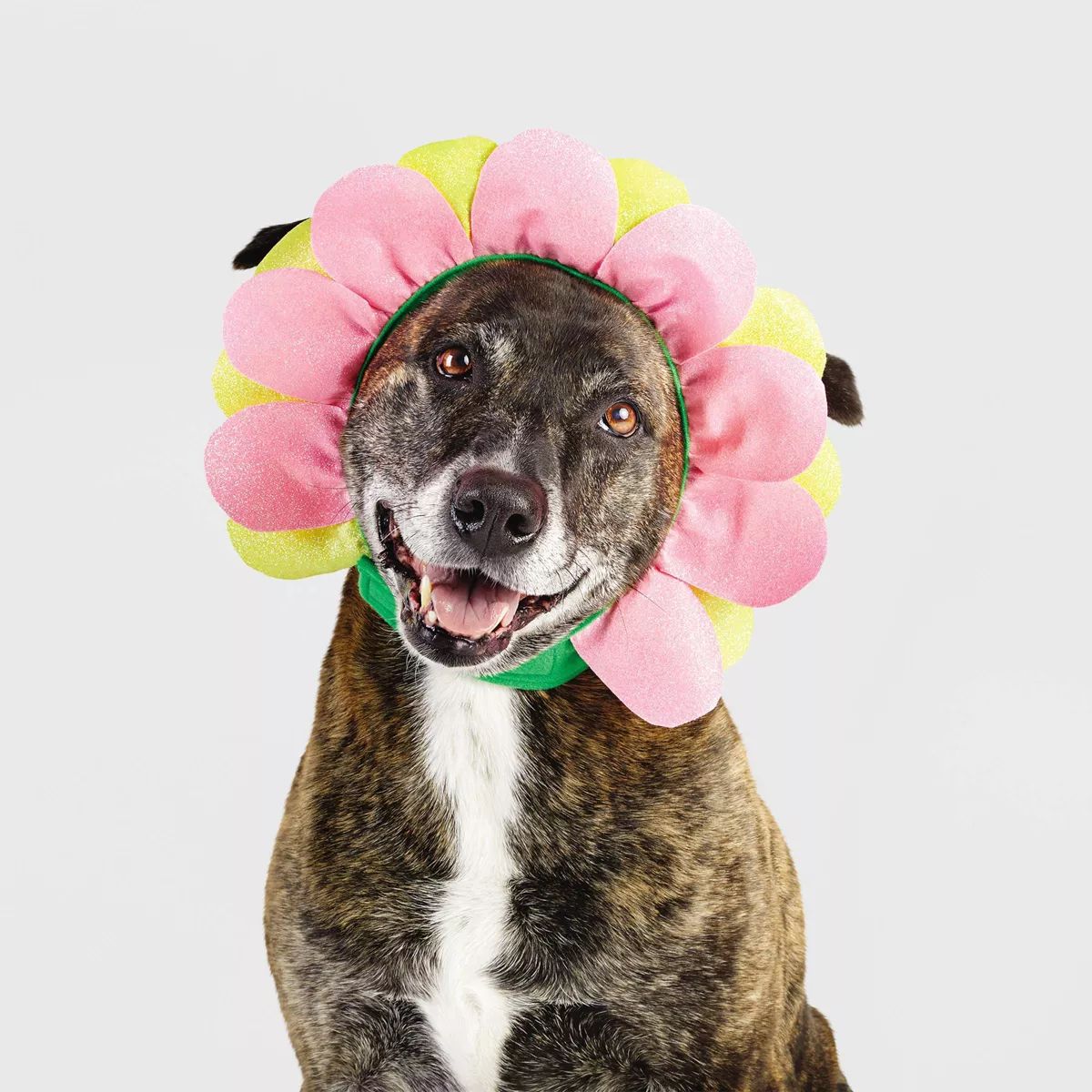 Halloween Flower Cat and Dog Headwear - Hyde & EEK! Boutique™ | Target