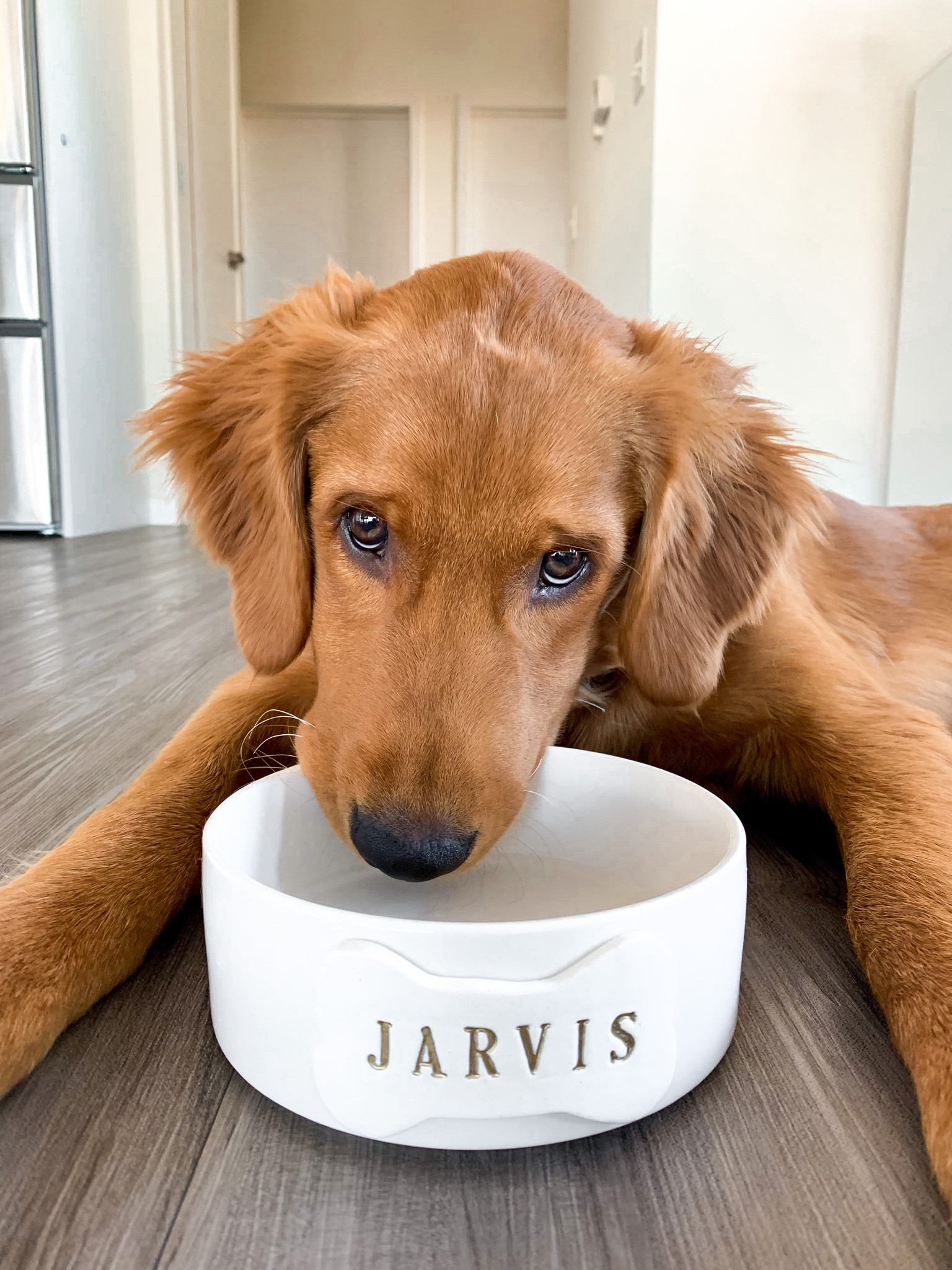 Throwback to these dog eyes is the best serotonin boost for me this Monday morning 🫶🏼🥹 

#LTKhome #LTKunder50