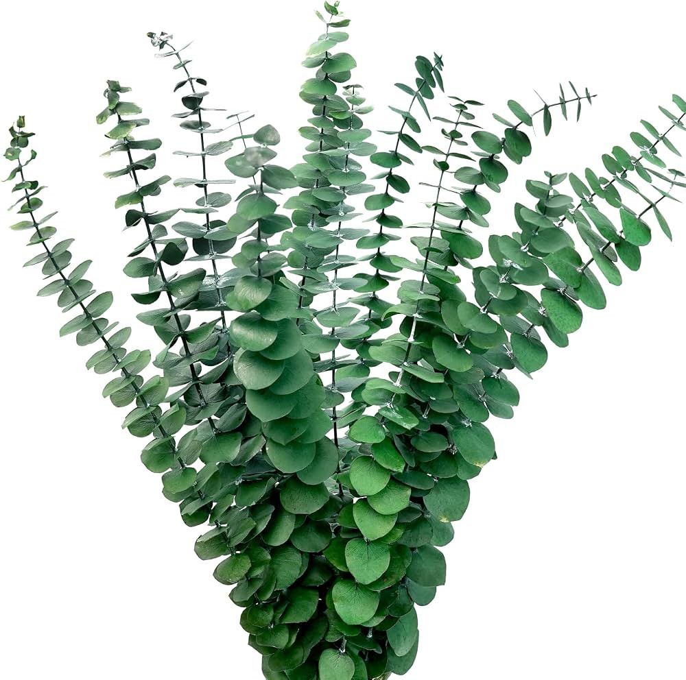 Kocat 12PCS Preserved Natural Eucalyptus Stems - Realistic Dried Eucalyptus Plant, Vase Filler, S... | Amazon (US)
