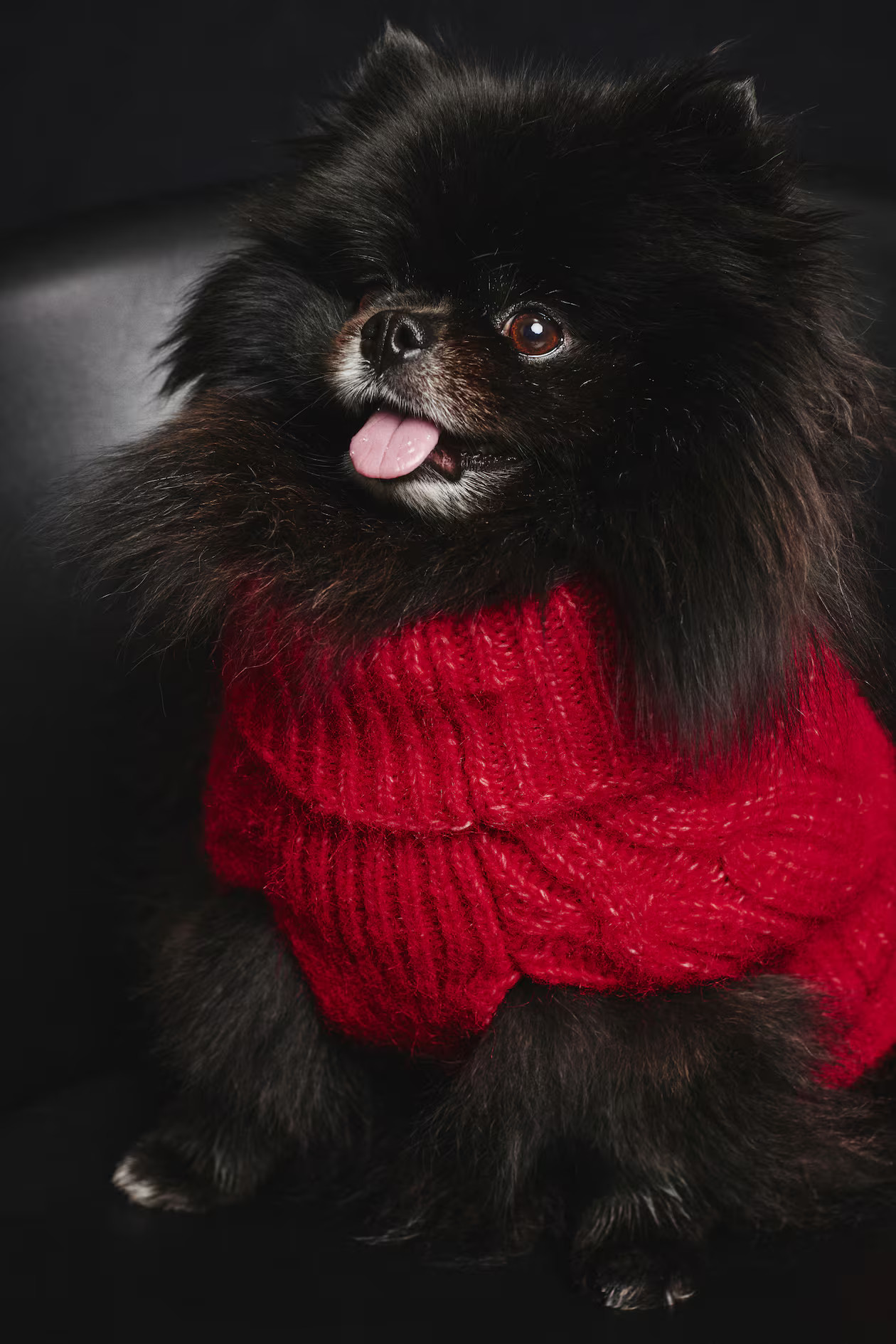 Cable-Knit Dog Sweater | H&M (US + CA)