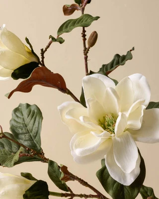 Magnolia Spray | Magnolia